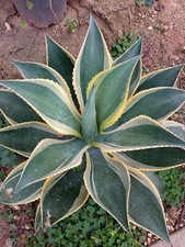 Agave Chiapensis Multicolore