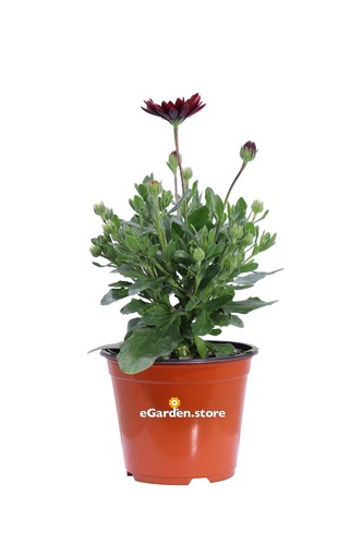 Pianta vera dimorphoteca - vera, di