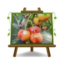 Ciliegio Dolce Imperiale di Caserta Altezza:180~200 cm Eta:4 anni Vaso: 26 cm