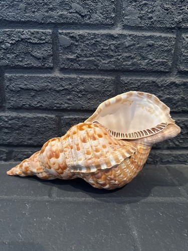 Conchiglia tromba tritone - conchiglia,