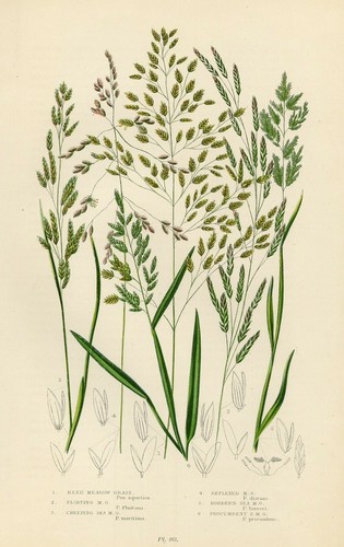 Stampa botanica antica 1899 - stampa,