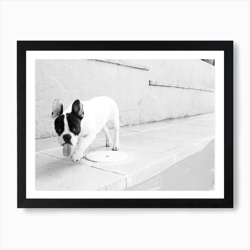Divertente bulldog francese - bulldog,