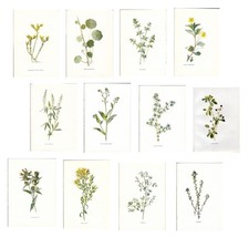Stampe antiche lotto fiori - stampe,