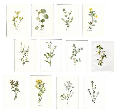 Stampe antiche lotto fiori - antiche,