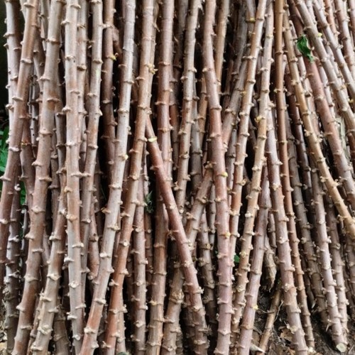 Yuca cassava live plant - cassava, 8-10"