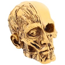  Human Skull Medical Education