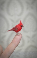 Piccolo uccellino cardinale -