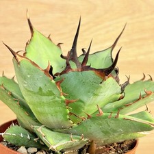 Agave titanota thunder,  pot