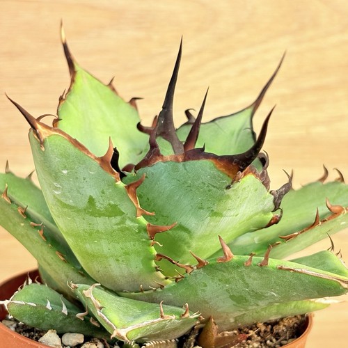 Agave titanota thunder pot - agave, thunder,