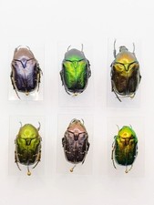 Entomology Taxidermy : Cetonia Aurata Ssp . 21mm+/-. A1, 6pz.