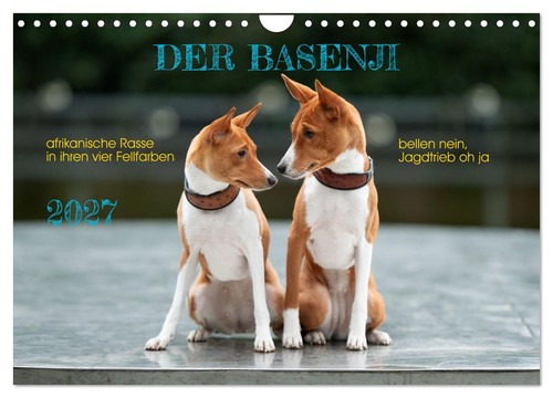 Der basenji wandkalender 2027 - basenji,