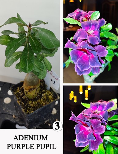 Adenium pupilla viola rosa - adenium,