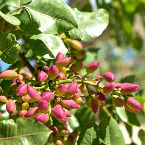 Piante pistacchio femmina - pistacchio,