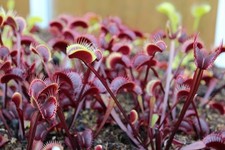 15 semi Dionaea muscipula