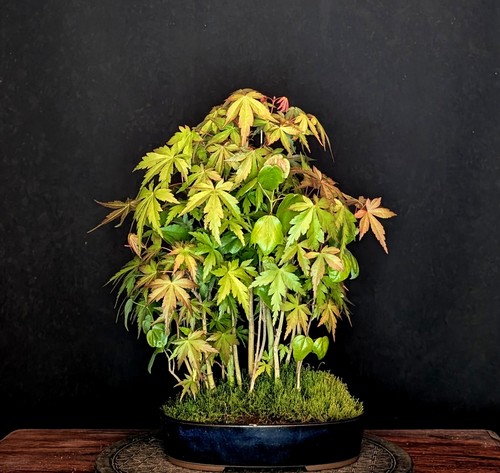 Bonsai bosco acero - di,