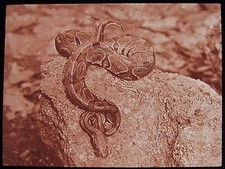 Glass Magic Lantern Slide A