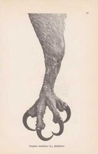 Aquila Di Mare Artiglio