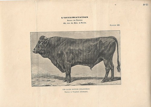 Stampa antica toro razza - antica,