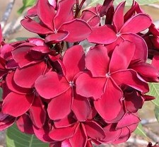 Teufel - Talea - Monopunta