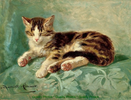 Cat nap green couch 5x11 - cat, 8,5x11"