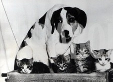 Foto vintage Cuccioli, Cane con gattini, 1948, Stampa 18 x 13 cm