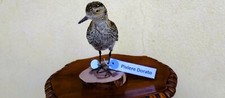 Trofeo caccia esemplare - caccia,