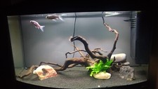 Vendo bellissimo acquario Ferplast Cayman 120 lt completo di tutto. Funzionante 