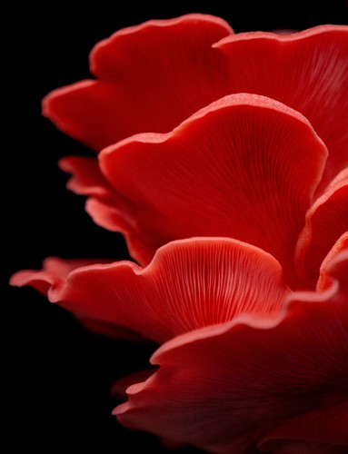 Ostrica rosa pleurotus - ostrica,