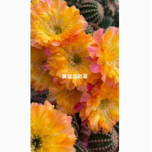 Pianta succulenta cactus - di,