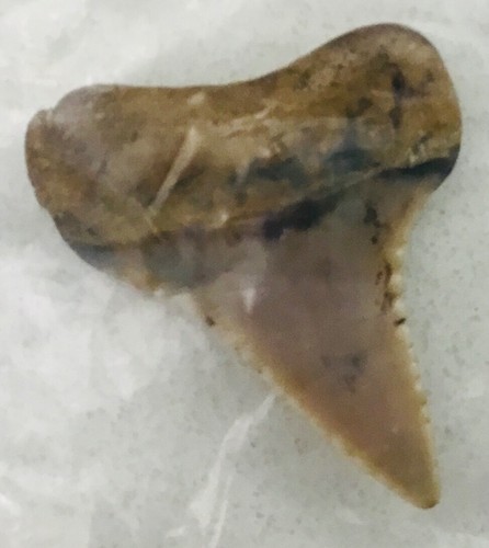 Dente squalo megalodonte - di,