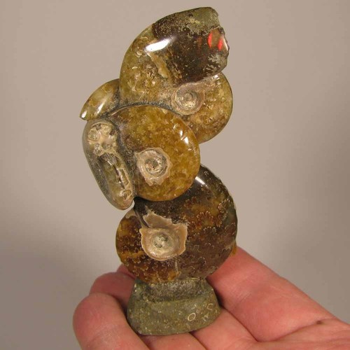 Raggruppamento ammonite lucida - raggruppamento,