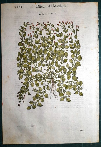 Stampa antica mattioli - stampa,