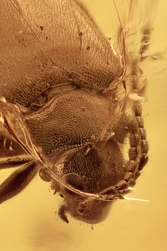Grande planthopper fulgoroidea - grande,
