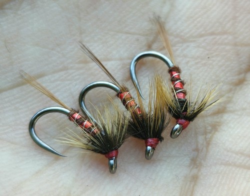 Cruncher nemo taglia - cruncher, 12