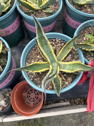 Agave palmeri kutsugen - agave, 'kutsugen