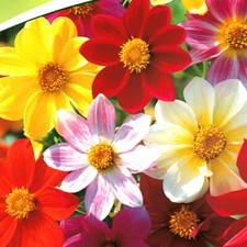 Semi 20-200 semi Dalia pinnata