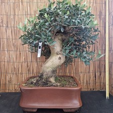 Bonsai di Olivo h 58cm Visita