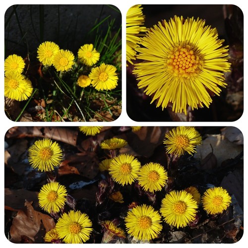 Stagno zoccolo tussilago - zoccolo,