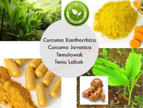 Temulawak polvere curcuma - polvere,