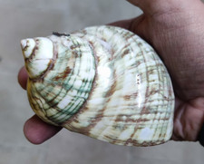 conchiglia mare navale nave