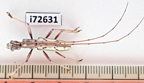 I72631 insetti cerambycidae - i72631.,