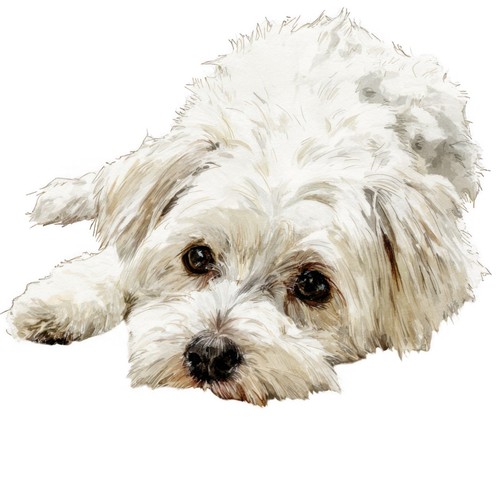 Adesivi cane maltese - cane,