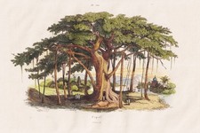 Fico pioppo ficus religioso fico albero albero incisione acciaio Guerin-Meneville 1838