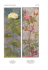 Stampa antica FIORI LIBERTY