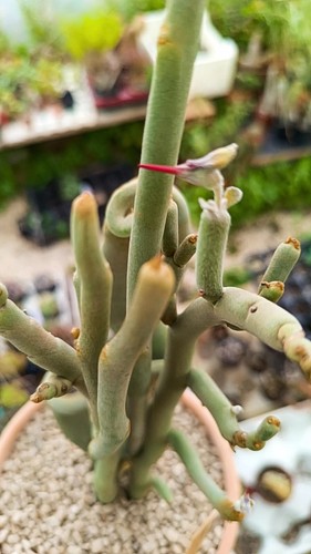 Pedilanthus macrocarpus
