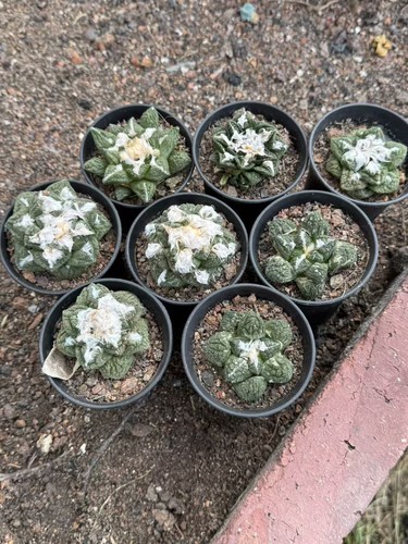 Rara pianta cactus - di,
