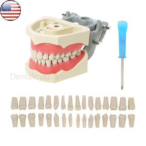 Denti rimovibili pezzi - denti,