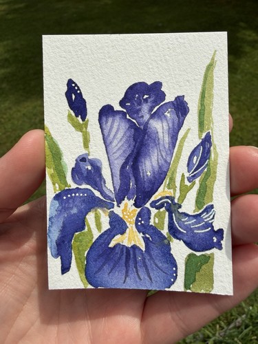 Aceo fiore iris - aceo, di