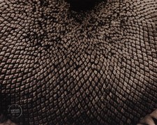 Foto vintage Edward Steichen natura morta semi di girasole incisione arte 1925 tappetino 12x14