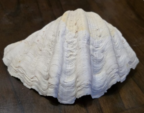 Conchiglia gigante naturale - conchiglia,